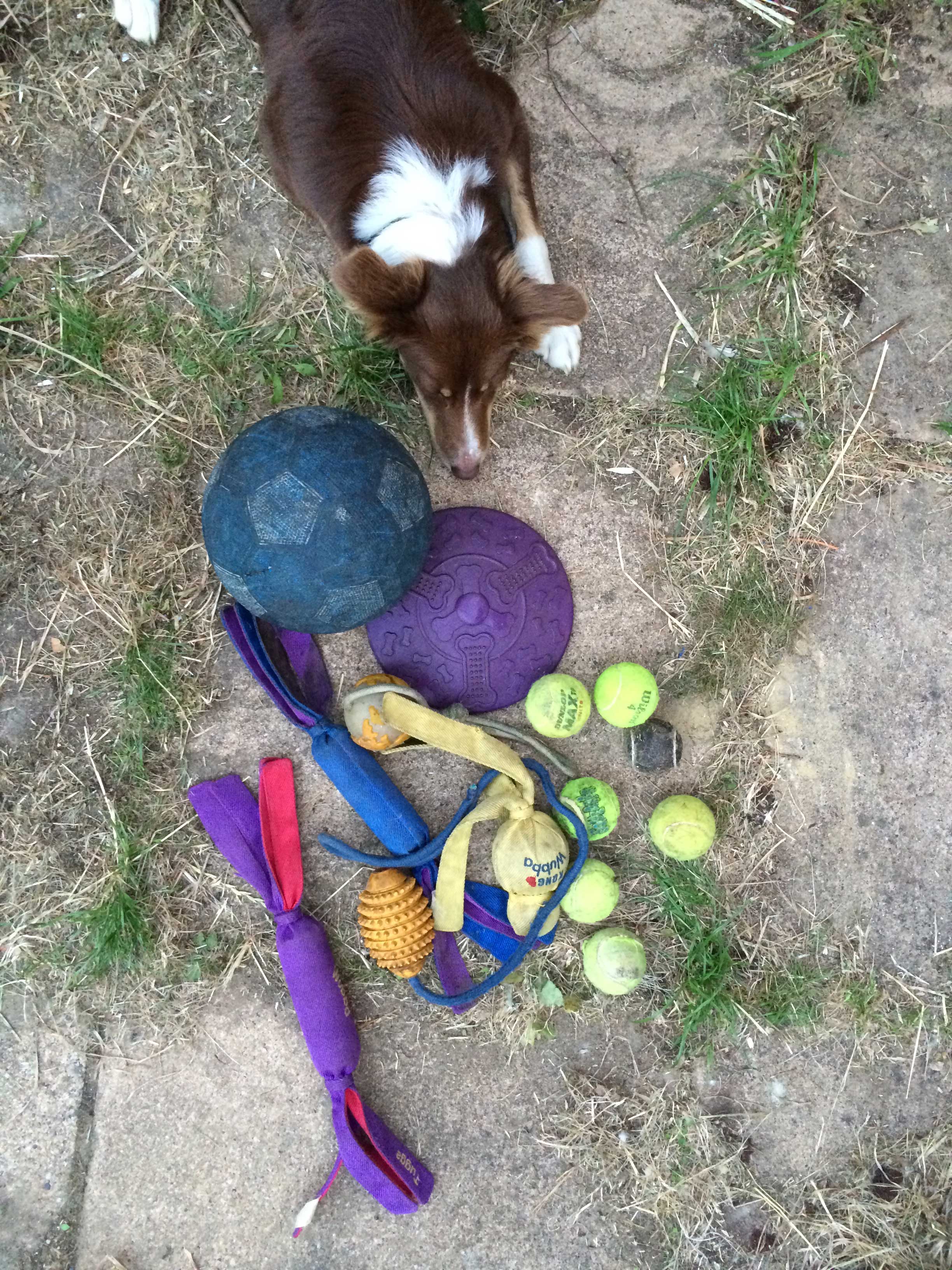 Collie toys