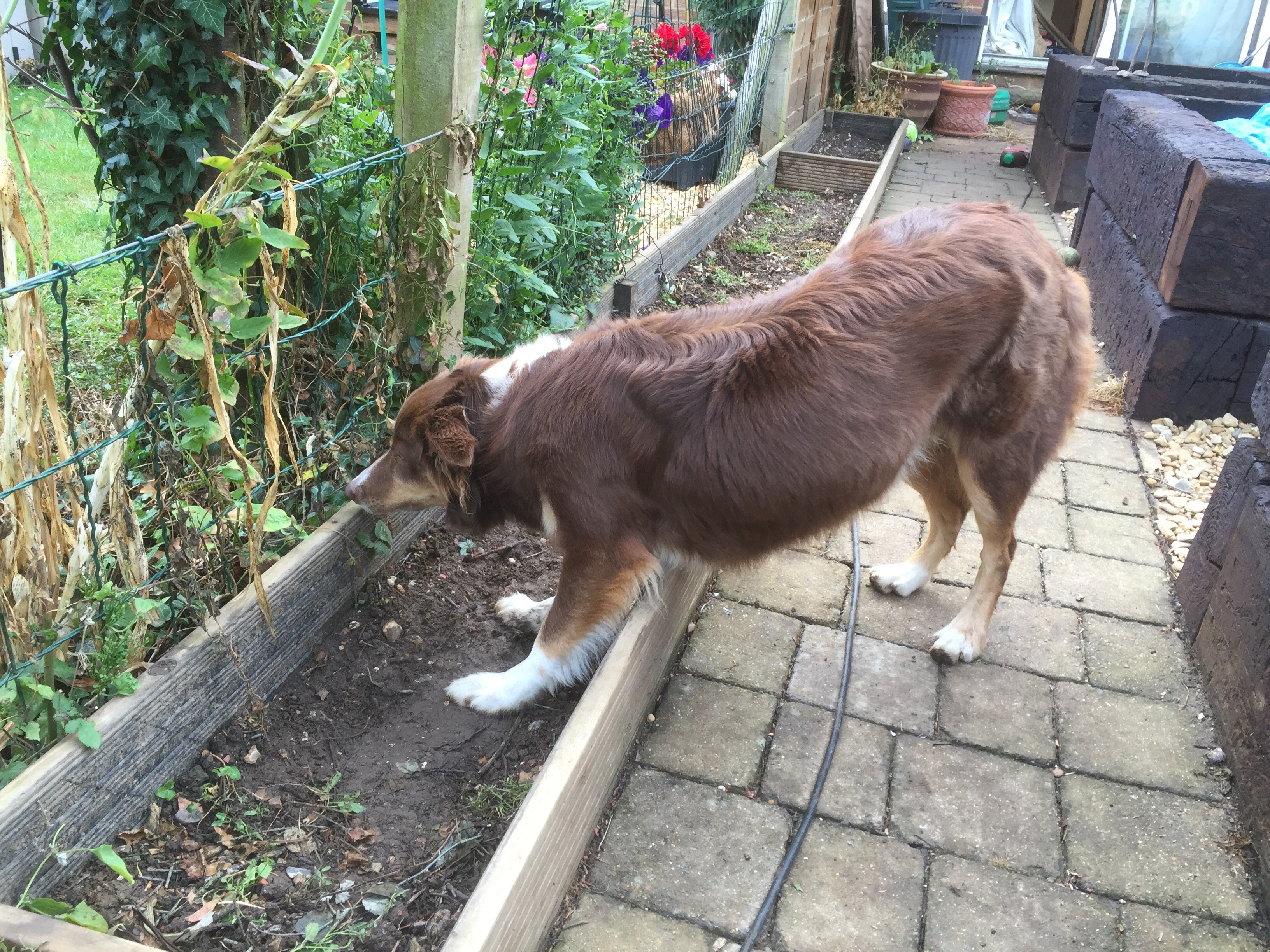 Enya puts ball through fence again, but now stares at it with her nose pressed up against the fence