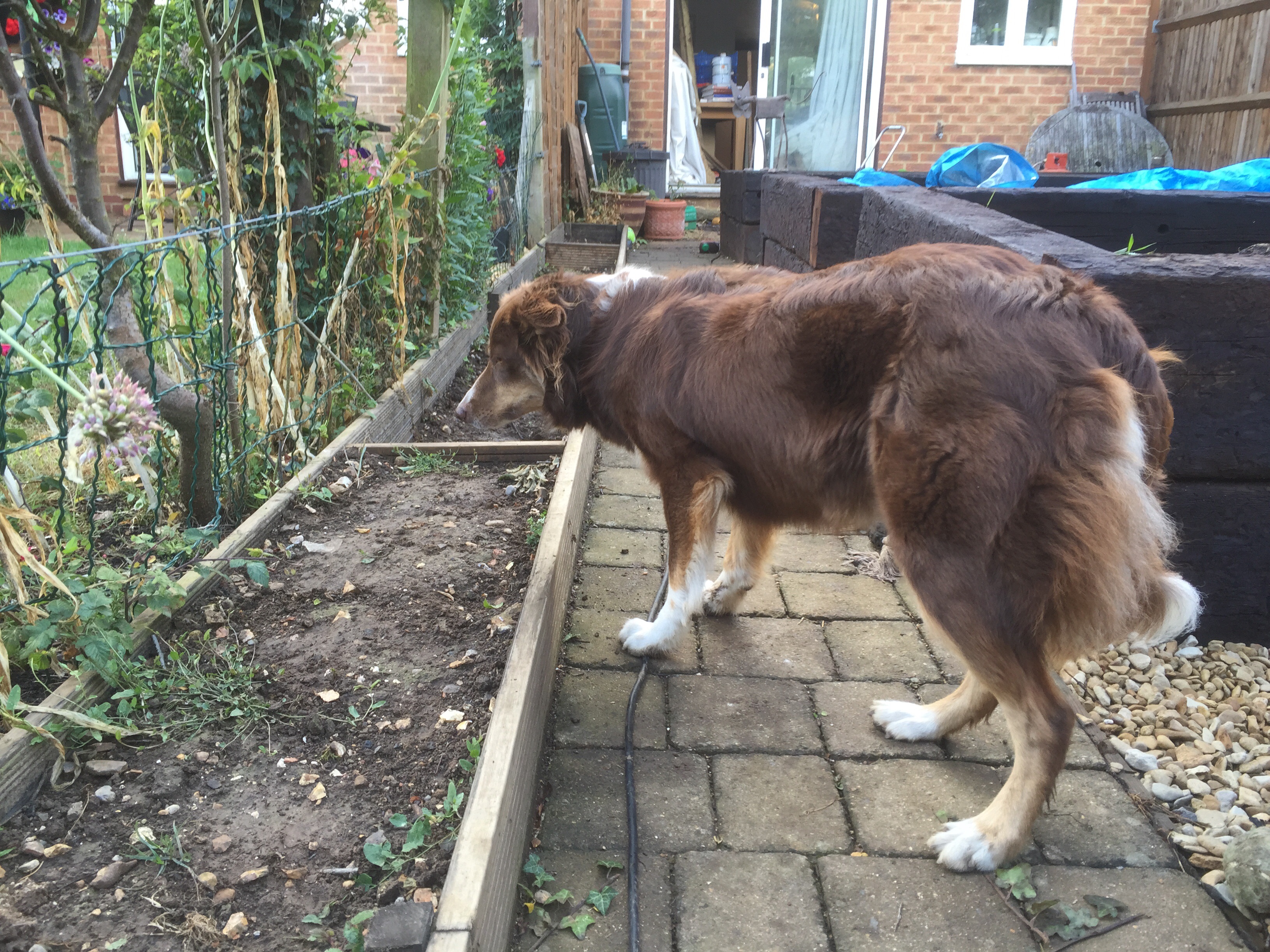 Enya puts ball through fence yet again and stands staring at it