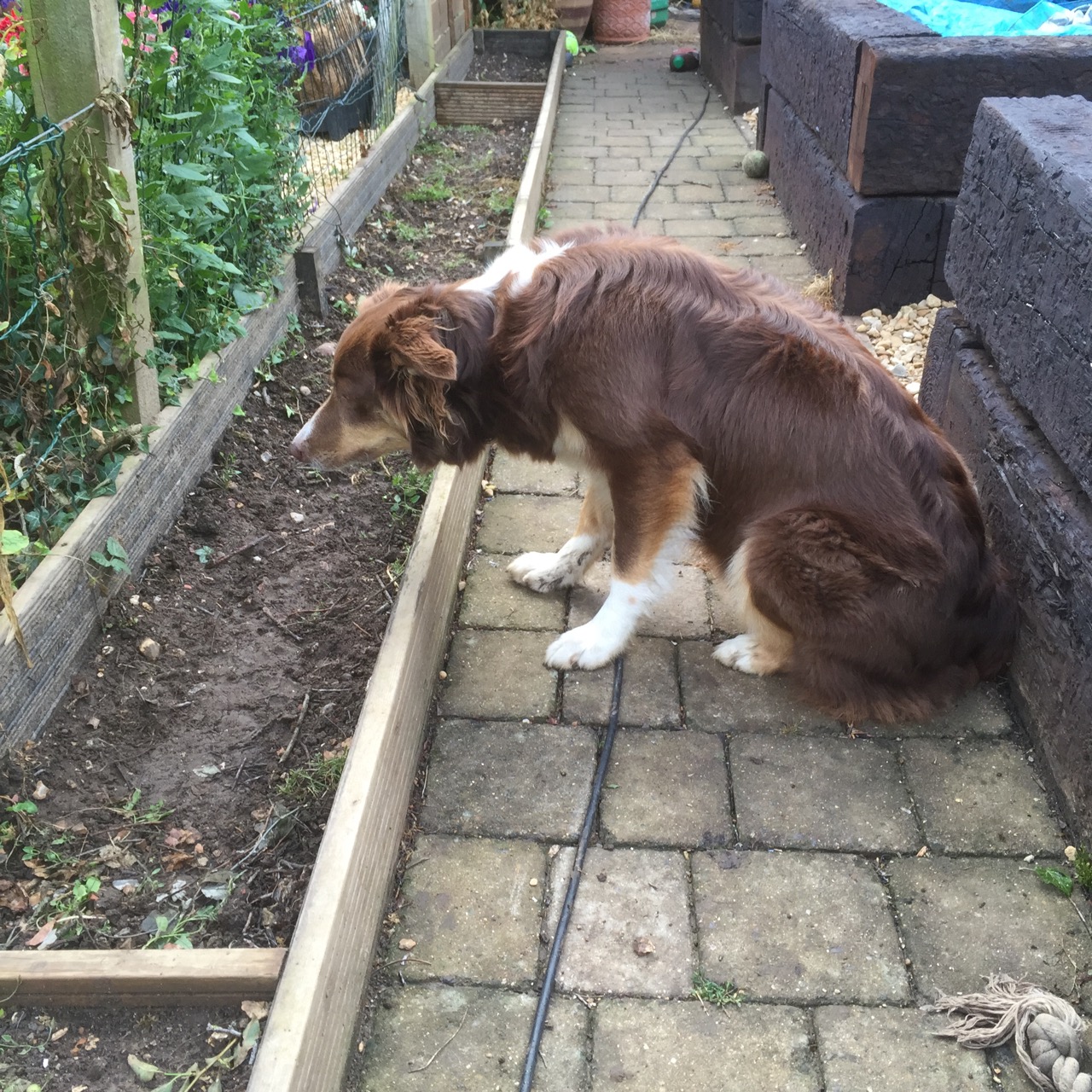 Enya puts ball through the wire fence and sits staring at it as only a collie can