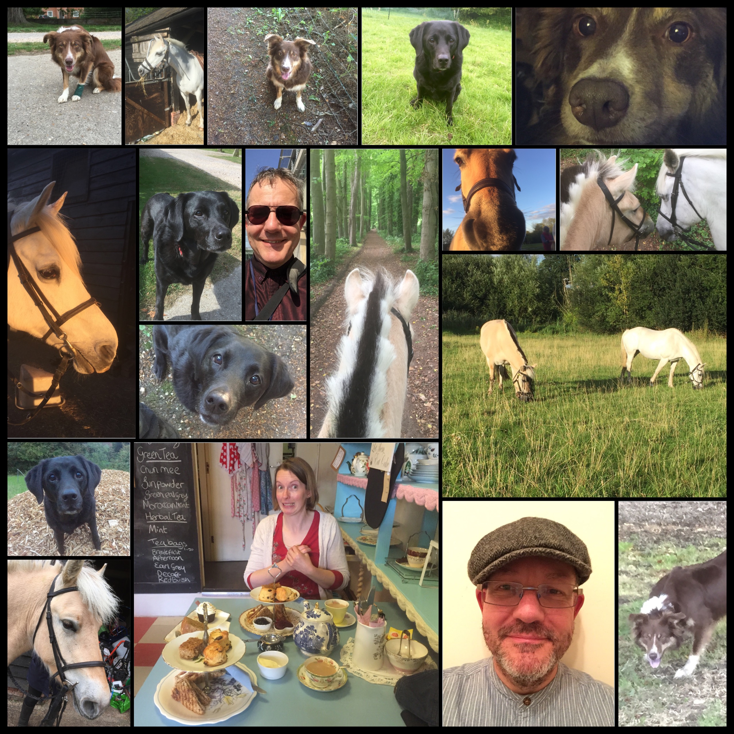 Montage of dogs and horses