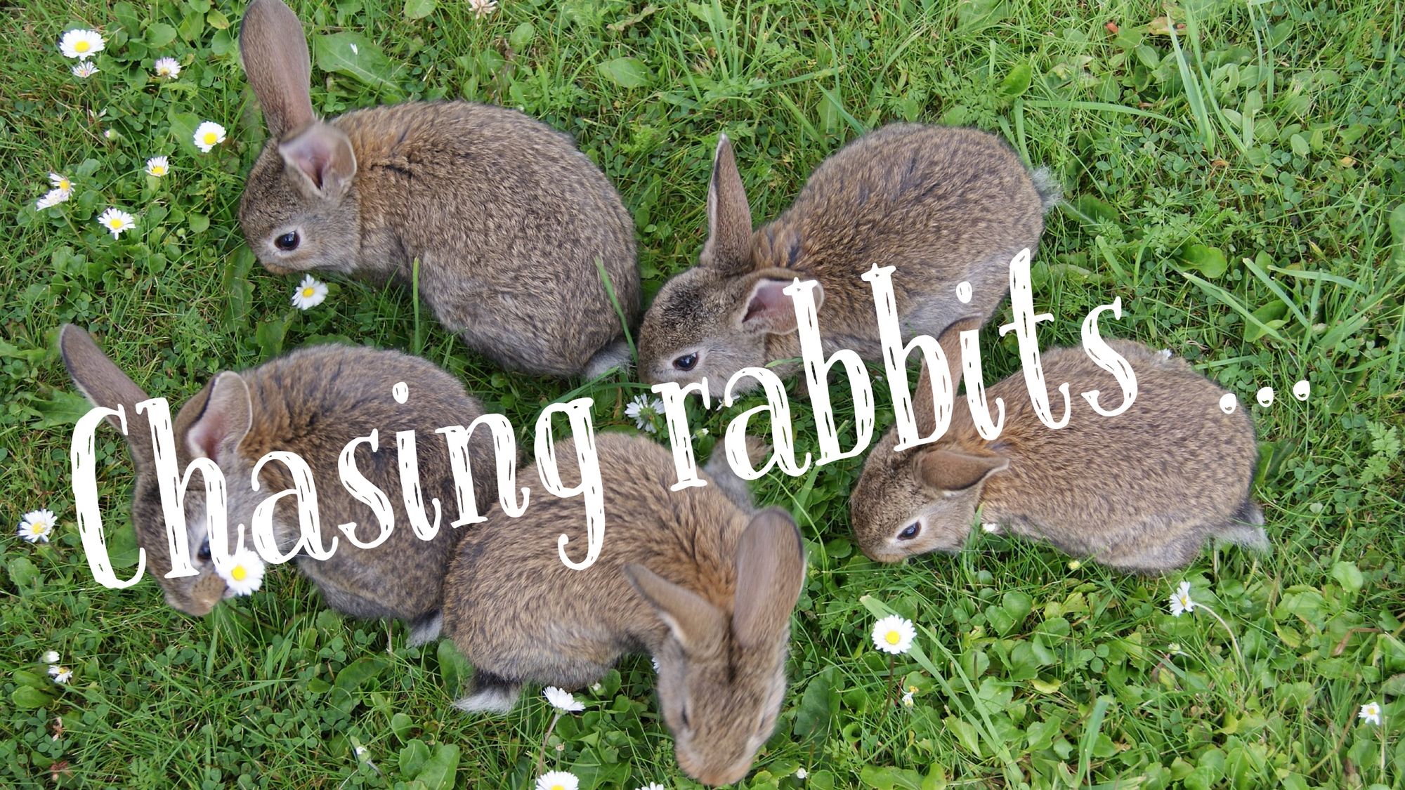 Chasing Rabbits ...