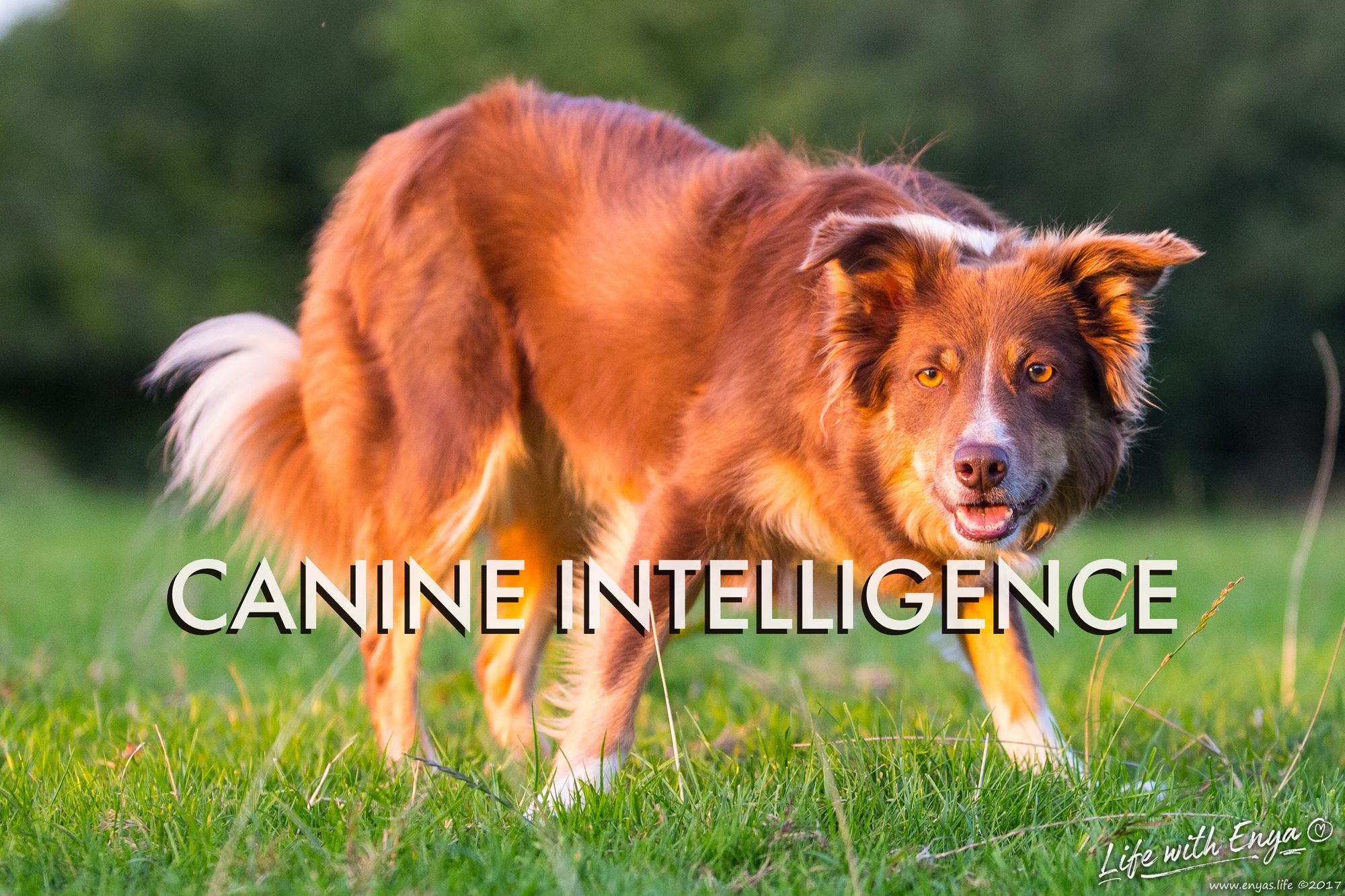 Canine intelligence - and the lack of it in some intelligence researchers