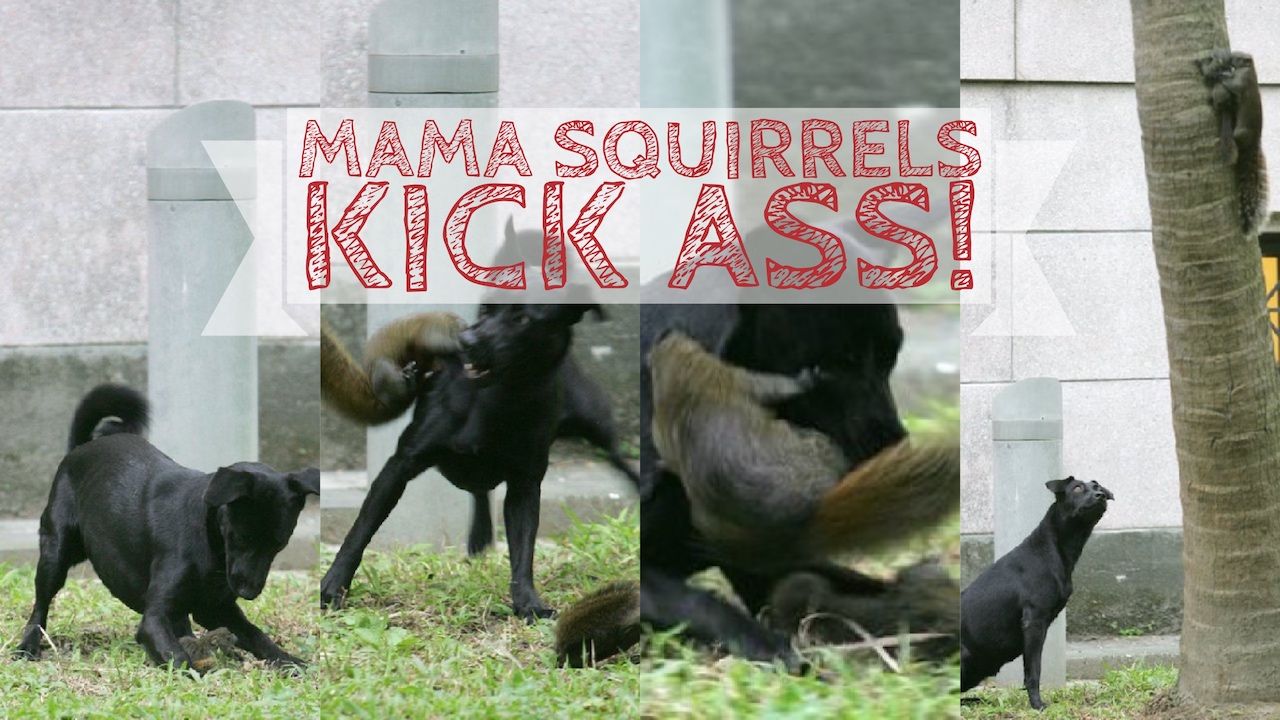 Mama Squirrels Kick Ass!