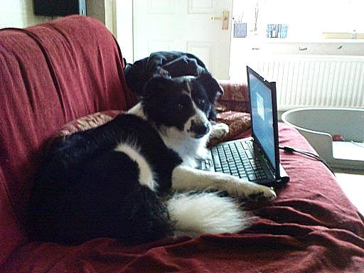 A Collie at Work and Play
