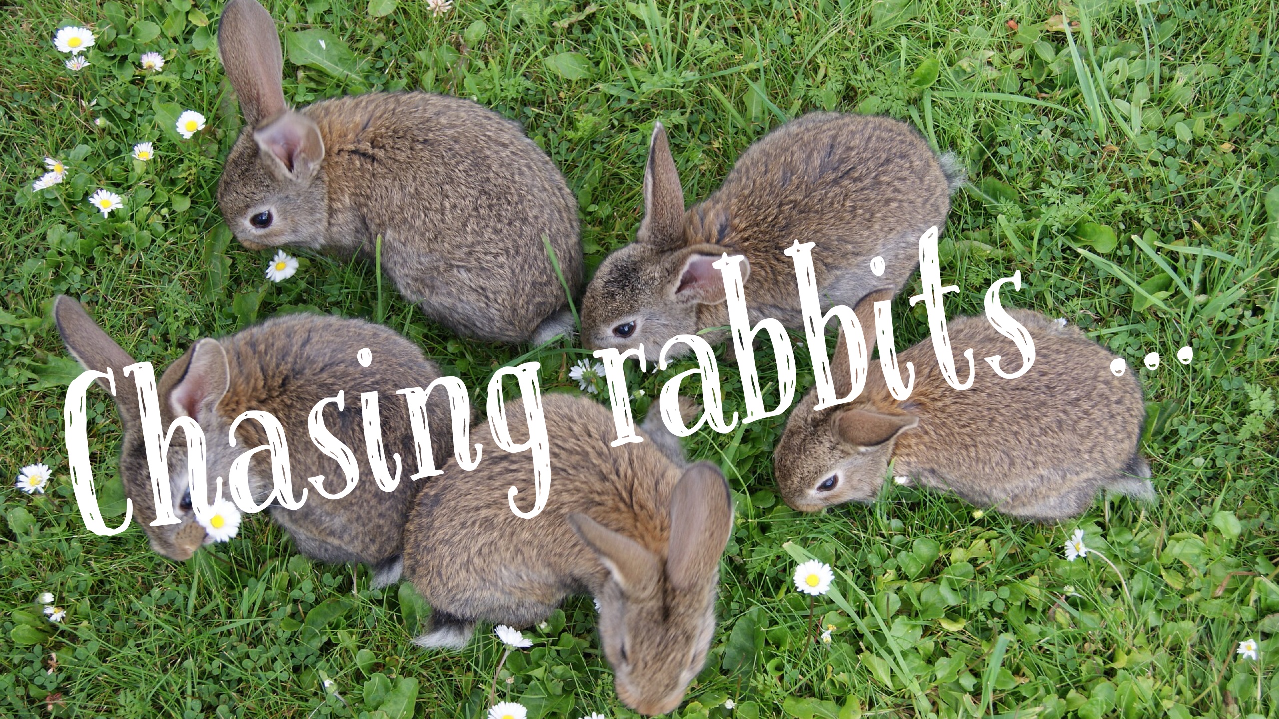 Chasing Rabbits
