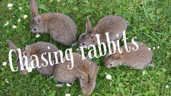 Chasing Rabbits ...