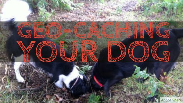 Geocaching Your Dogs